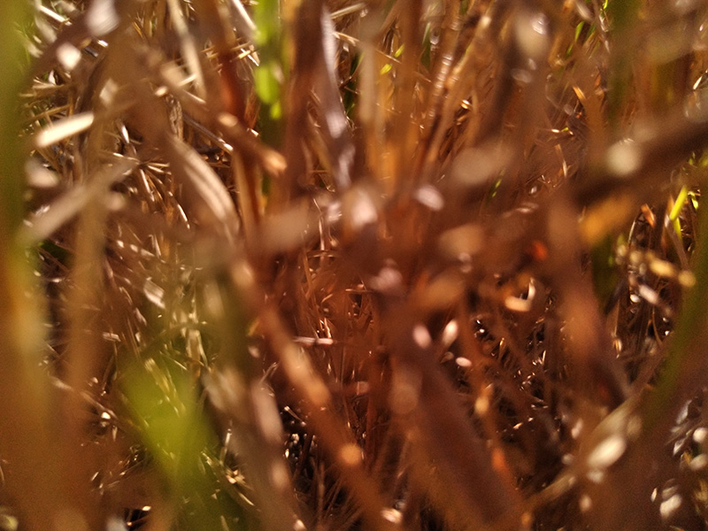 Photograph of Circular Grass Field